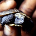 Newly hatched forest hinged tortoise (Kinixys homeana). Southern Nigeria, 3 May 1967.