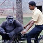 runa didn't get very far with his cycling efforts but was quite content to go along for a ride. 1971.