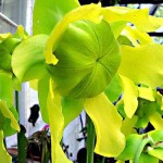 Flowers of Sarracenia flava. The orientation and elaborate design of the flower prevents or reduces self-pollination. The large, central structure is the umbrella-shaped style. Flowers produce a strong scent and wild-growing plants are pollinated by insects, primarily bees. Photo 2014.