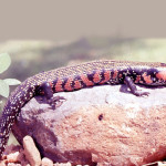 Fernand's or fire skink (Lepidothyris (Riopa) fernandi). Bafut, Cameroon, 1965.