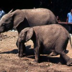 These young female African forest elephants (Loxodonta cyclotis) originated in south western Nigeria.  See short story on this website 'The Absent Elephant' for more information.