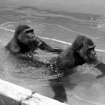 Aruna follows Imade as they set off through the water. 1971.