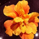 This hibiscus, with double orange flowers, was growing in Alicante, Spain. Photo November 2014.