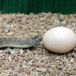 1. This and the following eight photographs show the entire process of an egg eating snake (Dasypeltis scabra) eating an egg at the Zoological Garden, University of Ibadan, 1966. Here the snake is examining a hen's egg placed in its vivarium.