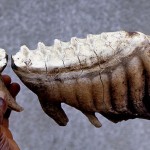 Molar teeth of an African elephant. On the right is a complete tooth and on the left the back part of the preceding tooth. In the living animal the complete tooth would move slowly forward (ie. to the left in the picture) and eventually push out the remains of the tooth in front. During the life of the elephant, six sets of four teeth are produced. Note the ridges on the tooth's 'working' surface that can grind woody plant material.