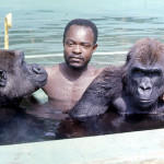 Augustine joins the gorillas in the water. 1971.