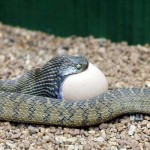 2. The snake opens its jaws to engulf the egg.