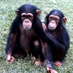 Both of these young female chimpanzees (one is from the previous picture) were confiscated by us. Both survived, were later placed with a young male and the three developed as a compatible and seemingly well adjusted little group. August 1967. 