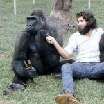 I was careful to maintain a close relationship with both gorillas and spent time with them whenever I could. Aruna and Imade generally maintained good health and the University Department of Veterinary Medicine provided an excellent veterinary service whenever this was needed. 1972.