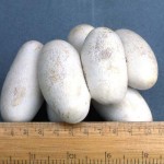 Eggs of green mamba (Dendroaspis jamesoni). Brought to the Zoo by local resident in Ibadan on 10 April 1965 and hatched successfully on 1 May.