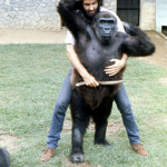 Imade was now too big and heavy to lift but there was nevertheless much physical contact which the gorillas seemed to enjoy and often initiate, even if it was in boisterous play. 1972.