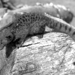 Young African palm civet (Nandinia binotata). This animal was brought to me in Ibadan by a hunter who said he had trapped it in forest very close to Ibadan. Palm civets are nocturnal and eat small animals as well as plant material, particularly fruits. May 1964.