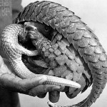 White bellied pangolin (Manis tricuspis) and young. These animals were brought to the Zoological Garden by a hunter but not purchased. After experimentation, we found that some adult pangolins could be persuaded to eat a mixture of ground meat, egg and other ingredients, but even so they rarely survived more than a few weeks. Precise area of origin of above specimens unclear, but likely to have been the Ibadan area. December 1970. 