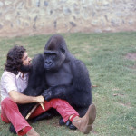 Aruna began to develop some of the physical features of an adult male gorillas. 1973.