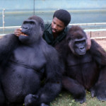 Michael Iyoha with the gorillas. 1973