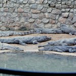 Mostly Nile crocodiles (Crocodylus niloticus) in their new enclosure. There is also a narrow-snouted crocodile (Crocodylus cataphractus), second back from the pool on the right. (THE REPTILE HOUSE STORY CONTINUES ON PAGE 4)