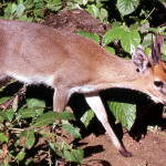 Male crowned or common duiker (Sylvicapra grimmia). Zological Garden, University of Ibadan, 1966.