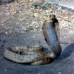 Egyptian cobra (Naja haje). Brought to Ibadan from northern Nigeria by a Hausa snake 'charmer'. Precise area of origin unknown. February 1965.