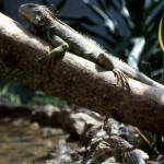 Unfortunately, I have few photographs taken inside the new reptile house but, as in this picture, all display units were exposed to the weather by providing part-meshed tops.