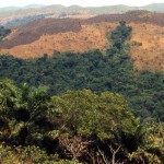 We are now in Cameroon, specifically the Bafut area of the Bamenda Highlands. The trees in the foreground obscure a deep, narrow valley at the bottom of which runs a clear, cool stream. March 1965.