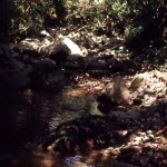 The stream and its banks at the bottom of the valley, running through areas of deep shade, provide the perfect habitat for the astonishing hairy frog (Trichobatrachus robustus). March 1965.