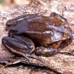 Hairy frog (Trichobatrachus robustus), almost certainly a female. I had formal, written permission from the relevant Cameroon Government Department to collect a small number of these frogs and take them back overland to the University of Ibadan in Nigeria. February 1965.