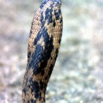 Rear view of head and hood of Egyptian cobra (Naja haje). Brought to Ibadan from northern Nigeria by a Hausa snake 'charmer'. Precise area of origin unknown. February 1965.