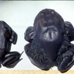 I had learned from previous trips to Cameroon that hairy frogs, once removed from their cool natural habitat, do not travel well and seem intolerant of the higher temperatures in the lowland forest areas. The above specimens are preserved. The smaller female is on the left. Note the 'hairs' on the flanks and thighs of the male. March 1965.