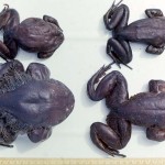 The 'hairs' which give this frog its name can be seen in the male on the lower left. They are only found in breeding males and are actually outgrowths of skin called dermal papillae which are packed with blood vessels. They are thought to increase the capacity of the males to absorb oxygen when they spend extensive periods in the water with the eggs after they have been laid by the female. March 1965.