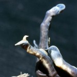 This is the back foot of a hairy frog. As a defence mechanism, a threatened or struggling hairy frog actually breaks its toe bones which then puncture and protrude through the toe pads as bony claws with which the animal defends itself. March 1965.