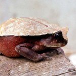 Another interesting amphibian in Cameroon was the African giant toad (Amietophrynus superciliaris). Again, I had formal permission to obtain a small number. This toad seemed reasonably common in the Bafut area and seemed to be found mainly within the farmed and forested areas. March 1965.