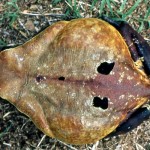 The shape, colours and markings of the African giant toad provide excellent camouflage, particularly when among fallen leaves. March 1965.