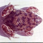 Professor Robert Oldham, ex Department of Zoology, University of Ibadan, has kindly identified this frog as a mottled burrowing frog (Hemiscus marmoratus). It lays its eggs in a terrestrial burrow near water. The female sits with the eggs until they hatch and then makes a tunnel in the soil down which the tadpoles travel to the water. Ibadan, 16 March 1964.