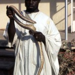 It was interesting that this Egyptian cobra did not bite its handler. Closer inspection revealed that the snake's fangs had been removed. February 1965.