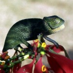 Graceful chamaeleon (Chamaeleo gracilis). Ibadan, January 1964.