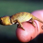 Young chamaeleon, possibly C. gracilis. Ibadan, January 1964.