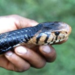 Closer view of the same black cobra. University of Ibadan campus, 11 October 1972.