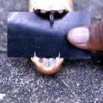 Showing the fangs of the black cobra. Note that the fangs in this group of venomous snakes are fixed, ie. they cannot hinge and fold back as they do in the vipers etc. University of Ibadan campus, 11 October 1972.