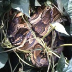 African python (Python sebae) in the open snake enclosure in the Zoological Garden, University of Ibadan. March 1965.