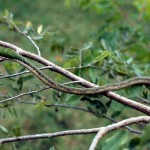 Twig snake (Thelotornis kirtlandi). This is a back-fanged snake. Ibadan, May 1967.