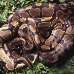 Royal pythons (Python regius) mating. Zoological Garden, 1977.