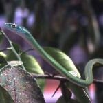 Green tree snake (Philothamnus irregularis). This non-venomous species feeds on frogs, lizards and perhaps fish. Ibadan, May 1964.