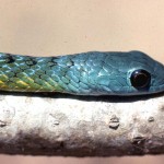 Juvenile green tree snake (Philothamnus irregularis). Ibadan, February 1965.