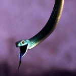 Green tree snake (Philothamnus irregularis) displaying when threatened. Ibadan, May 1964.