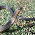 The black tree snake (Thrasops occidentalis) is non-venomous and is found in forested areas. By filling its lungs and air sacs with air, the snake here has inflated the front third of its body in response to the 'threat' from the photographer, thus making it appear thicker and larger than it normally is. Ibadan, October 1963.