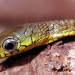 The juvenile black tree snake (Thrasops occidentalis) has very different colours and markings from the adult - it probably reaches maturity when around two to three years old. This species feeds on a range of small vertebrates. Ibadan, 1 December 1964. 