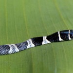 After corresponding internationally with several herpetologists, for whose input I am most grateful, this snake has been identified as Meizodon regularis, a back-fanged forest species. It has been stated, however, that the taxonomic separation of M. coronatus and regularis is not satisfactory. This specimen was found on the University of Ibadan campus, Nigeria, in May 1967; it is a young snake, hence the conspicuous markings with their strong colour contrasts.