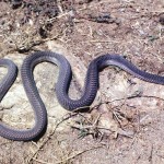 The file snake (Mehelya poensis) is so named because of the distinctive shape, in cross section, that resembles a triangular file. This snake feeds on other snakes as well as lizards and frogs. Ibadan, 20 February 1965.
