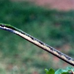 Twig snake (Thelotornis kirtlandi). This is a back-fanged snake. Ibadan, May 1967.