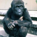 This young male gorilla arrived with the female in the previous picture. Both gorillas had been badly treated prior to arrival - note the burns on the chest of this animal. 18 December 1964.